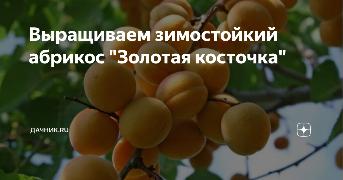 Выращиваем зимостойкий абрикос "Золотая косточка" | Дачник.RU | Дзен