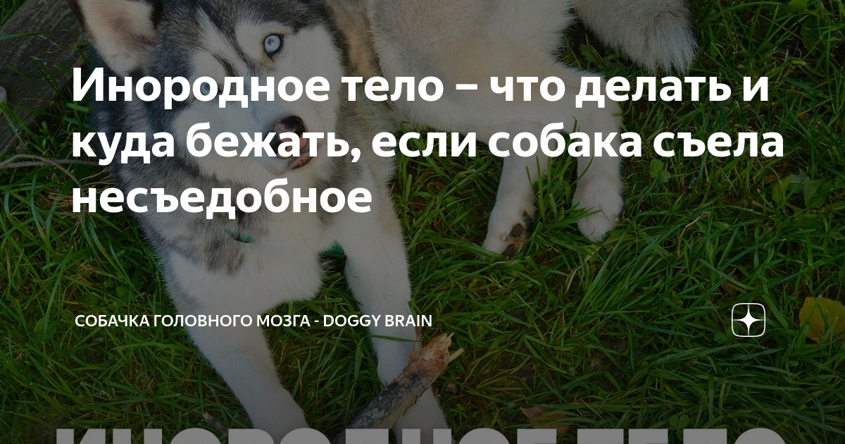 Мичиган собака. Если собака что то съела на улице. Первая помощь при отравлении собаки. Если собака что то съела на улице. Собака ест траву.