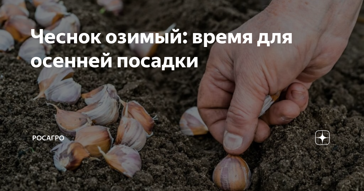 Когда сажать чеснок в брянске под зиму. Схема посадки озимого чеснока. Когда сажать чеснок осенью. Когда сажать чеснок. Когда сажать чеснок под зиму.