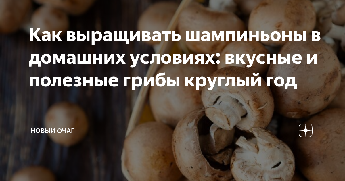 Шампиньоны в домашних условиях. Лучший экопродукт!