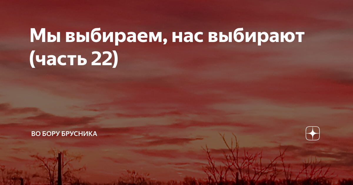 Дзен во бору брусника путеводитель по каналу