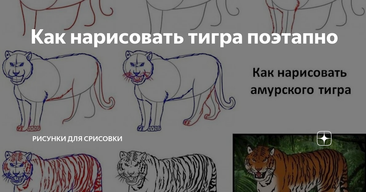 Как нарисовать Тигра поэтапно карандашом