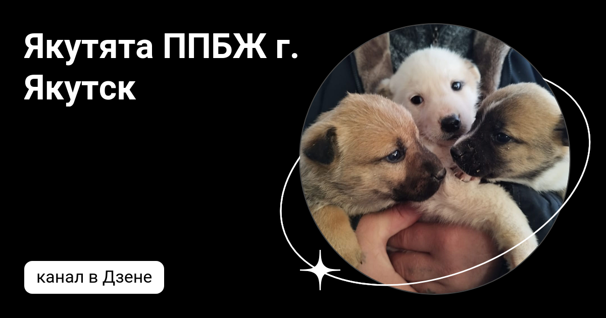 Якутята ппбж. Якутята. Якутята ппбж. Якутята ппбж. Якутята ппбж.