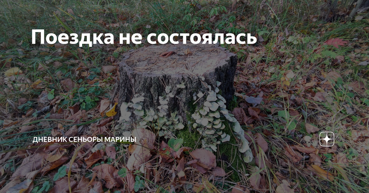 Поездка не состоялась | Дневник сеньоры Марины | Дзен
