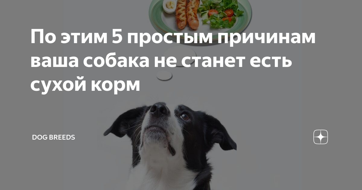 собака не хочет есть сухой корм форум
