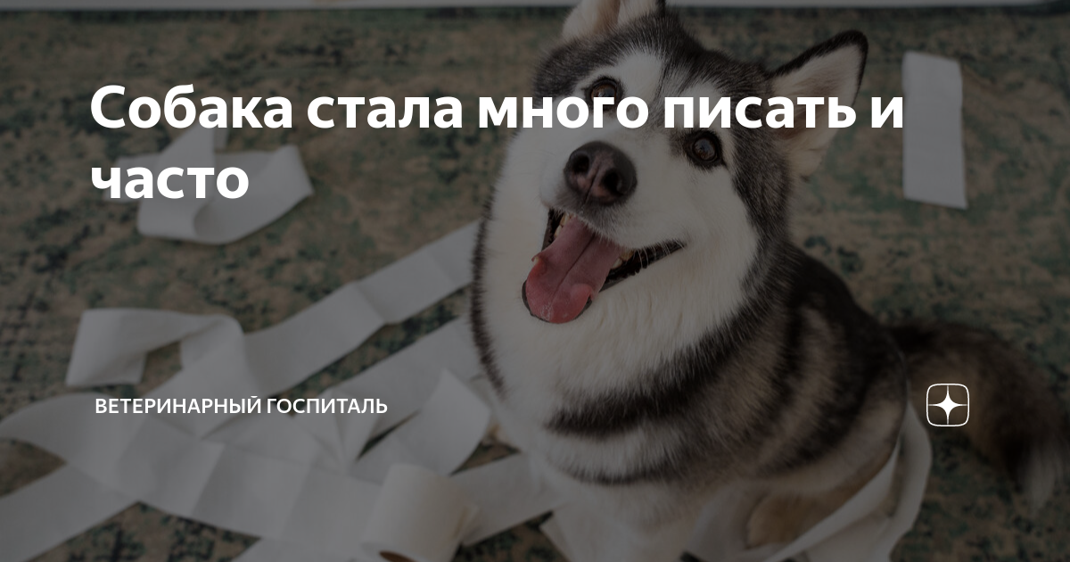 Собака часто мочится (писает): причины и лечение | PetGuru