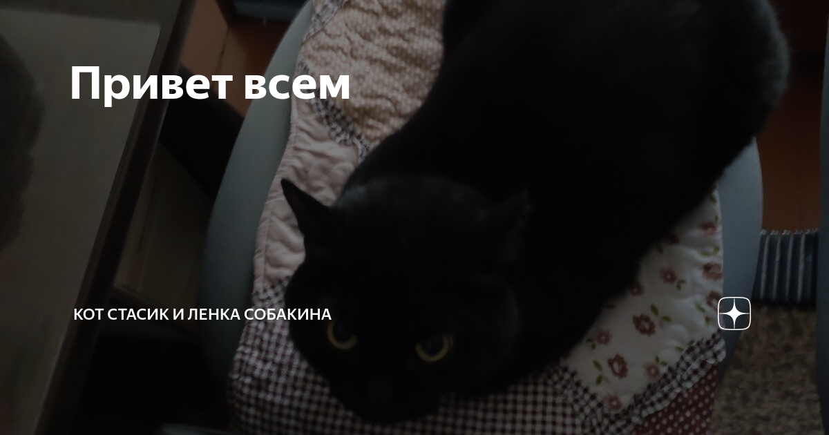 Кот стасик и ленка собакина. Кот стасик и ленка собакина. День кошек 2022. Смешные портреты рыжих котов фото. Валерия останий пижама моей мечты (2020).