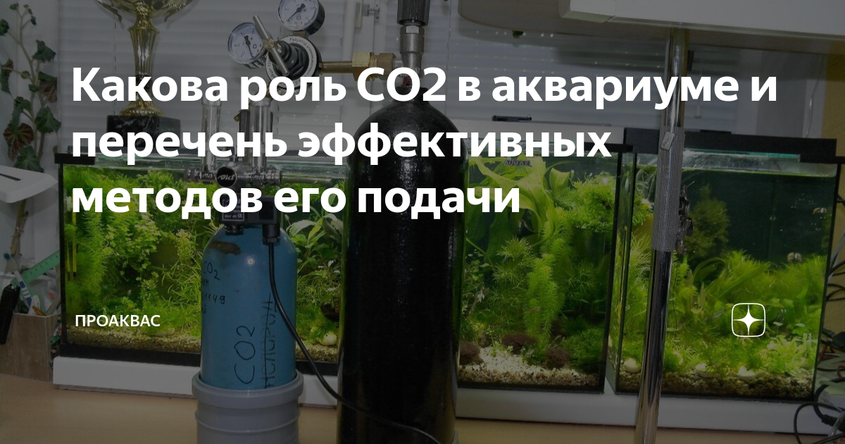 Зачем нужен CO2 в аквариуме: предназначение и свойства