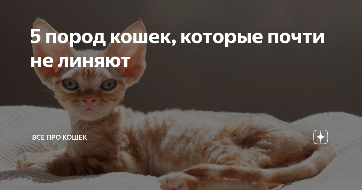 5 пород кошек, которые почти не линяют | Все про кошек и много ...