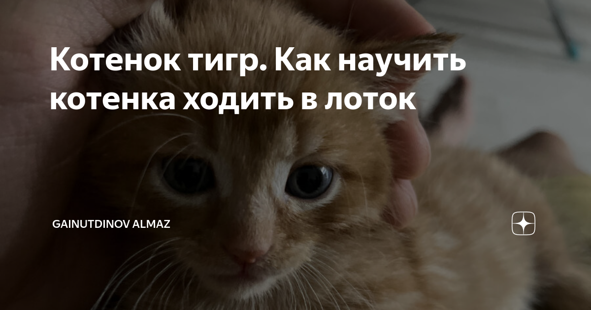Как научить котенка пить самостоятельно. Как научить котенка пить самостоятельно