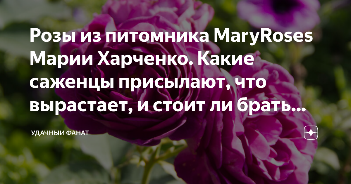 Розы из питомника MaryRoses Марии Харченко. Какие саженцы присылают ...