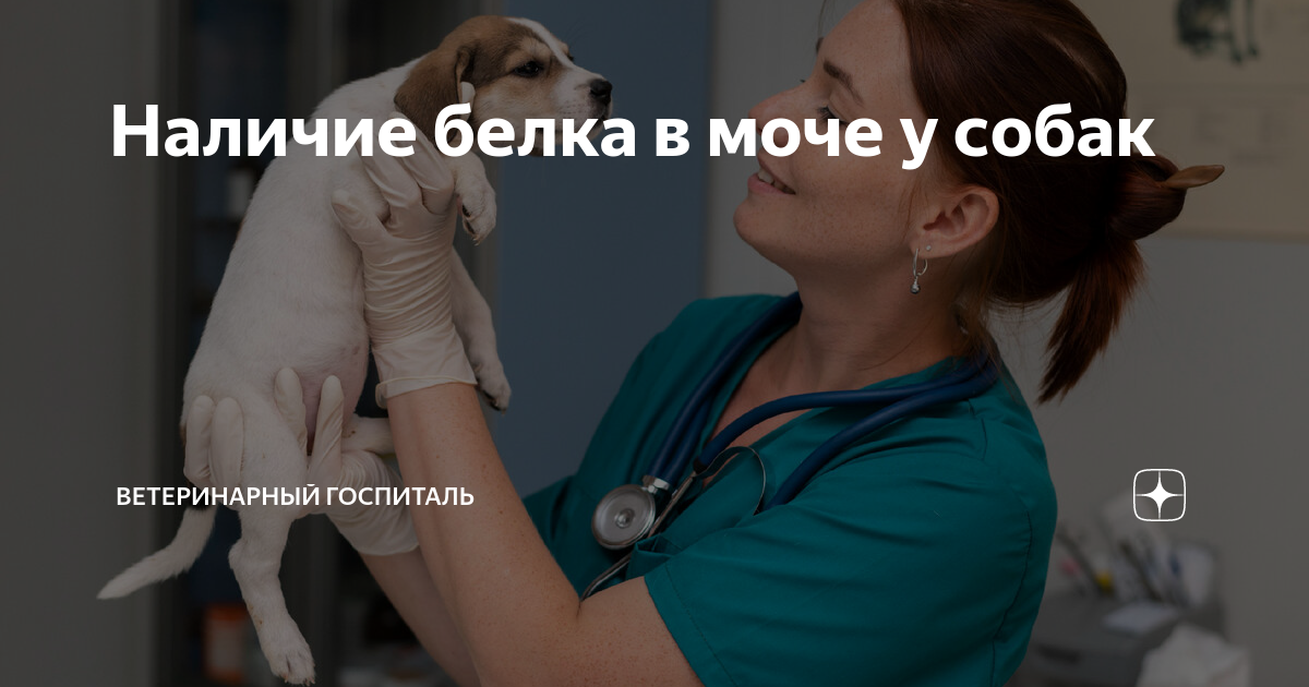 течка у собак кровь в моче