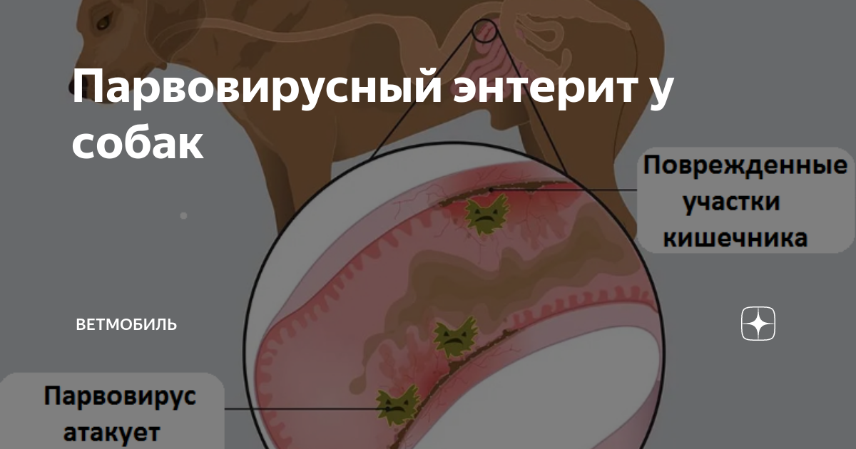 Парвовирусный энтерит у собак | ВетМобиль | Дзен