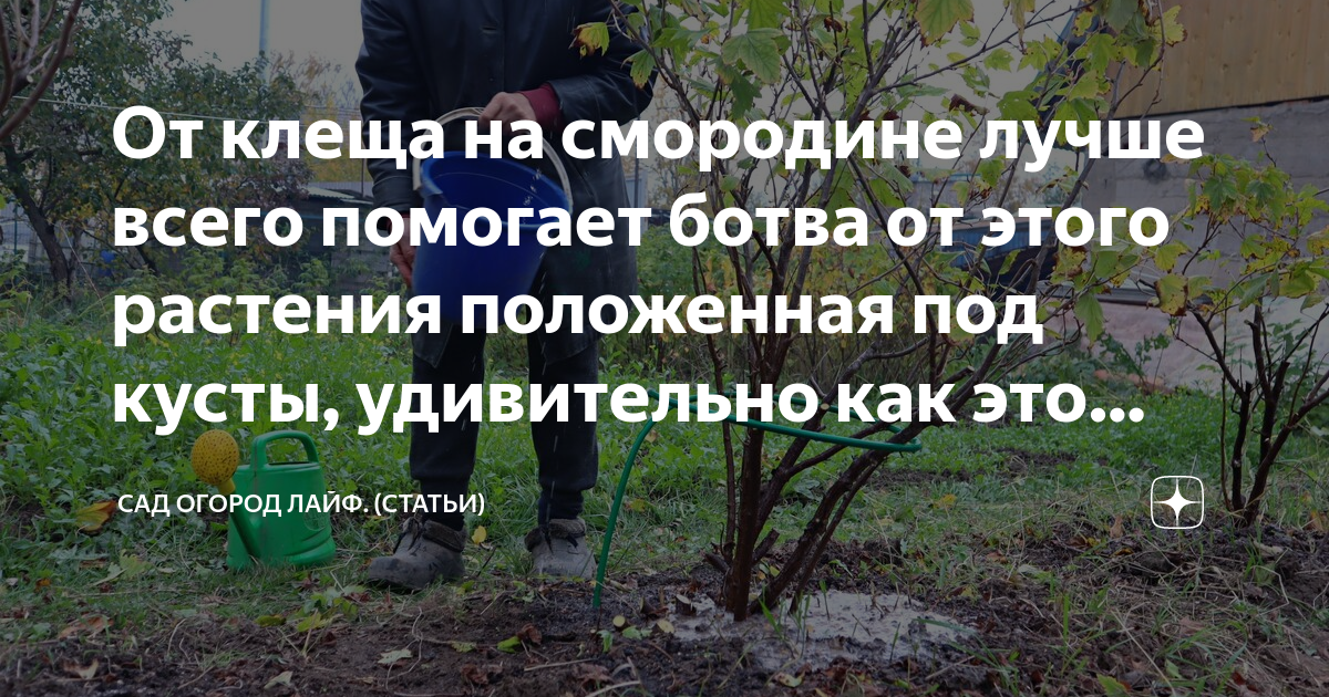 От клеща на смородине лучше всего помогает ботва от этого растения ...