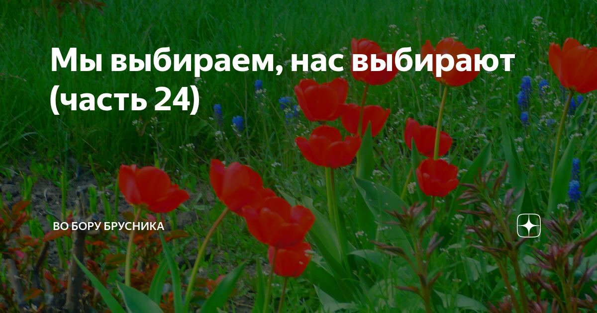 Во Бору брусника дзен. Во Бору брусника дзен рассказы. Во Бору брусника дзен рассказы читать.