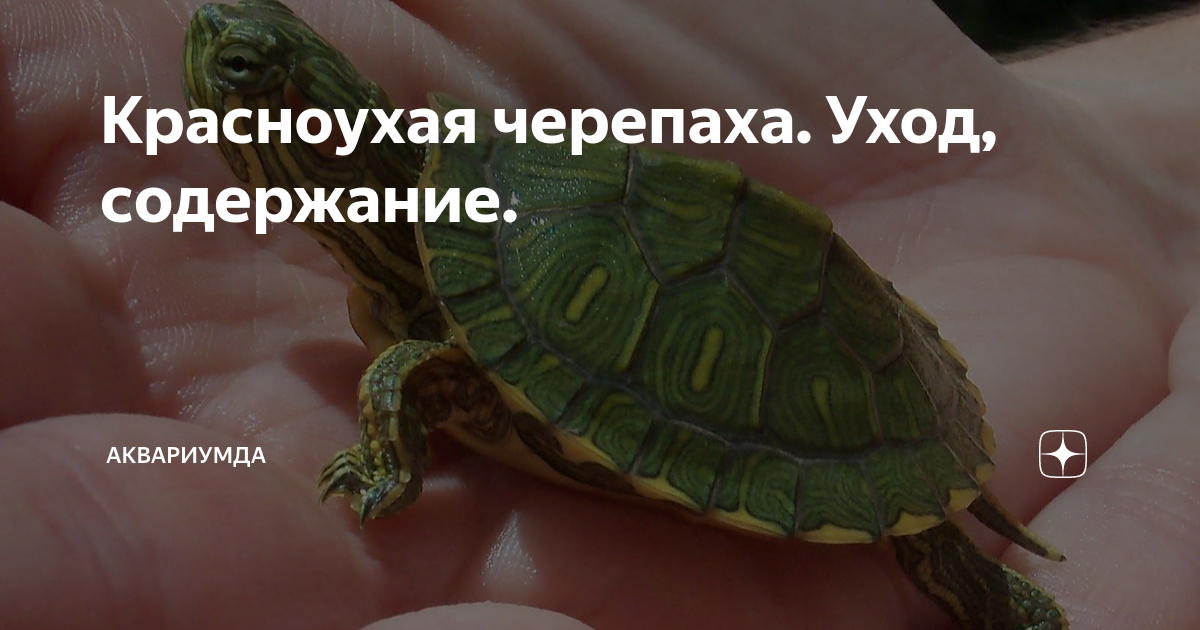 Красноухая черепаха. Как содержать такого питомца? Мир хвостатых - журнал о домашних питомцах.