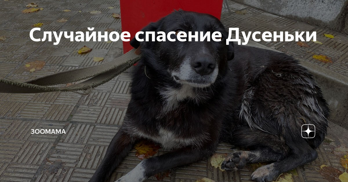 Случайное спасение Дусеньки | Зоомама | Дзен