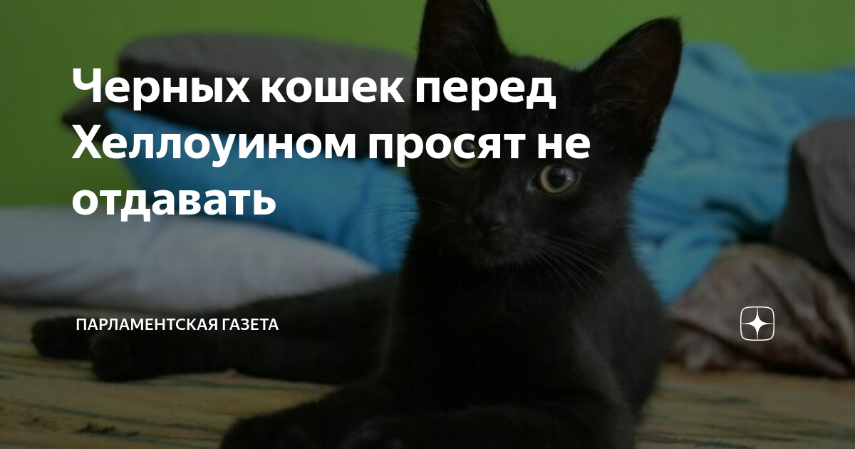 Загадочные причины, почему приюты не отдают чёрных кошек перед Хэллоуином