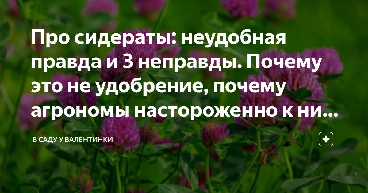 Про сидераты: неудобная правда и 3 неправды. Почему это не удобрение ...