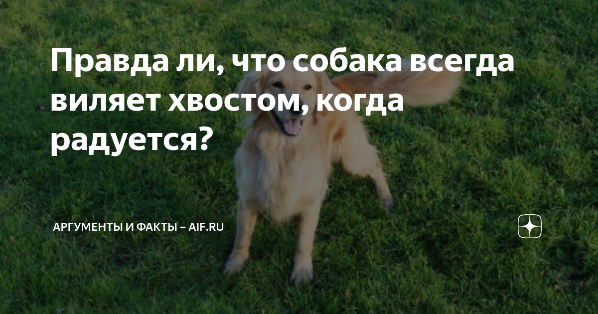 Собака виляет хвостом значит радуется. Хвост виляет собакой. собака виляет хвостом что это значит. что означает когда пес виляет хвостом. солнце собака виляет хвостом ходят куры.