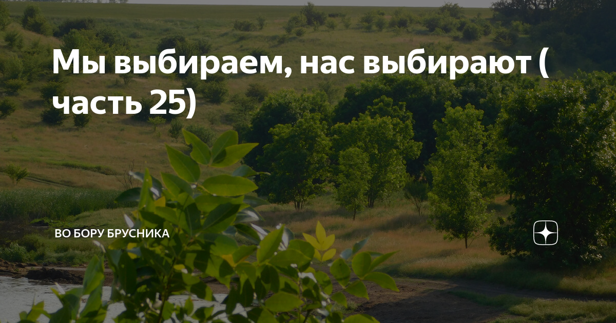 Мы выбираем, нас выбирают ( часть 25) | Брусникины рассказы | Дзен