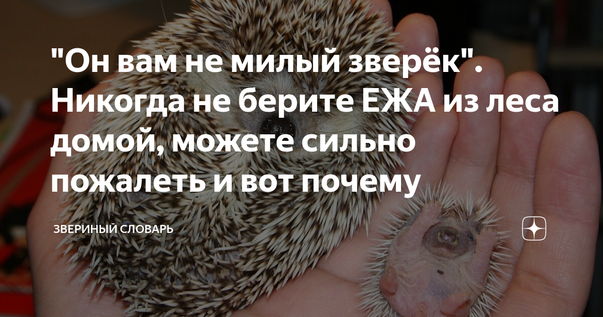 "Он вам не милый зверёк". Никогда не берите ЕЖА из леса домой, можете ...