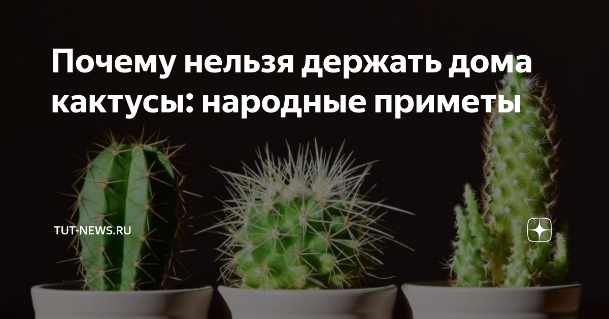 Когда кактус в доме: что говорят приметы и суеверия - Мойкару﻿ Новости СПб