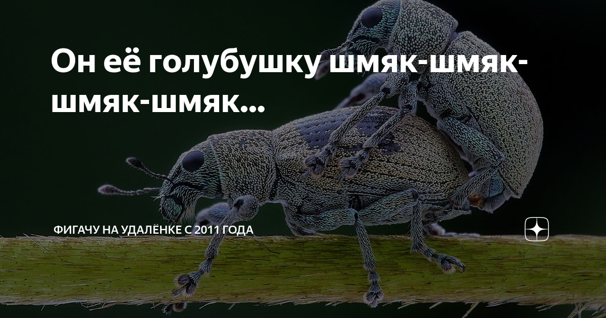Он её голубушку шмяк-шмяк-шмяк-шмяк... | Фигачу на удалёнке с 2011 года ...
