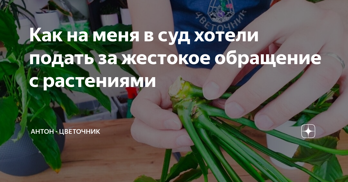 Как на меня в суд хотели подать за жестокое обращение с растениями ...