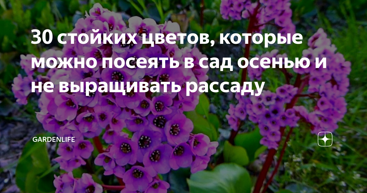 сколько действительно направление в сад