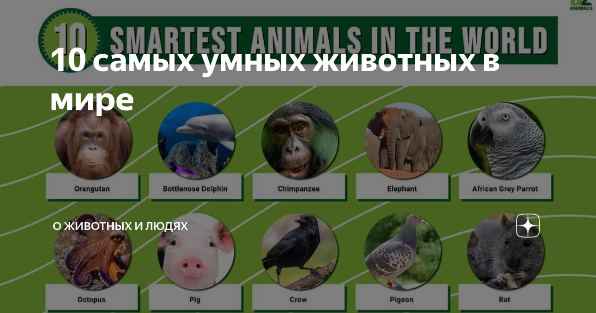 Какое животное умнее. Какое самое умное животное в мире на 1 месте