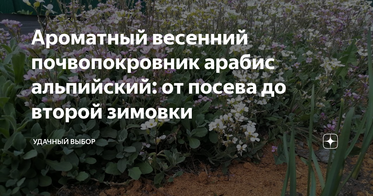 Ароматный весенний почвопокровник арабис альпийский: от посева до ...