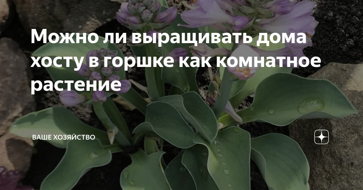 как растет хгч форум