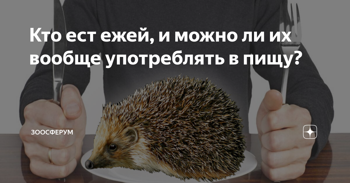 Орел ест ежа. Белогрудый еж. Ежик. Амурский еж. Обыкновенный ёж.