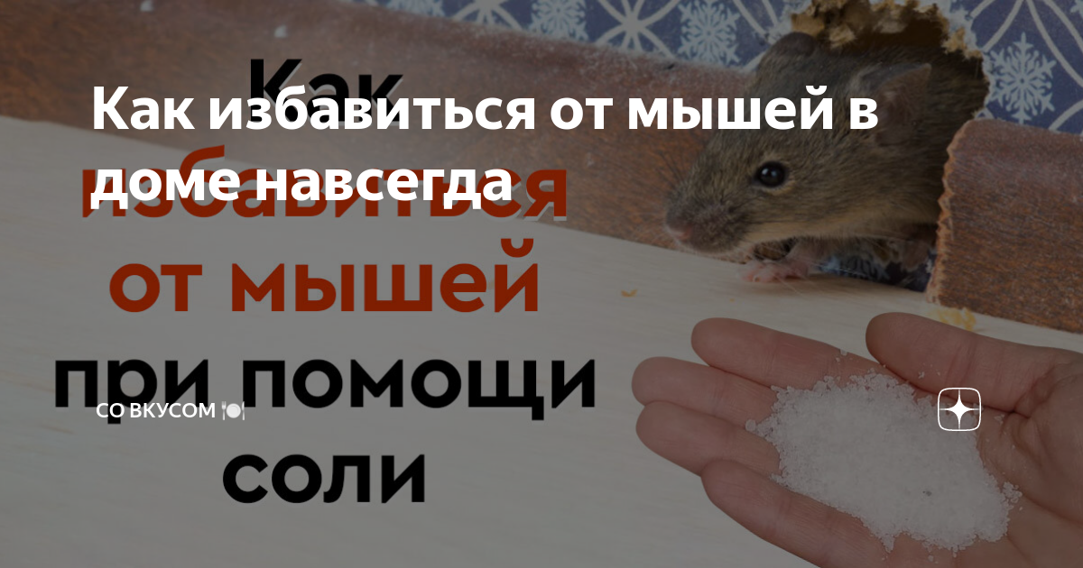 Как избавиться от мышей в доме навсегда | СО ВКУСОМ 🍽 | Дзен