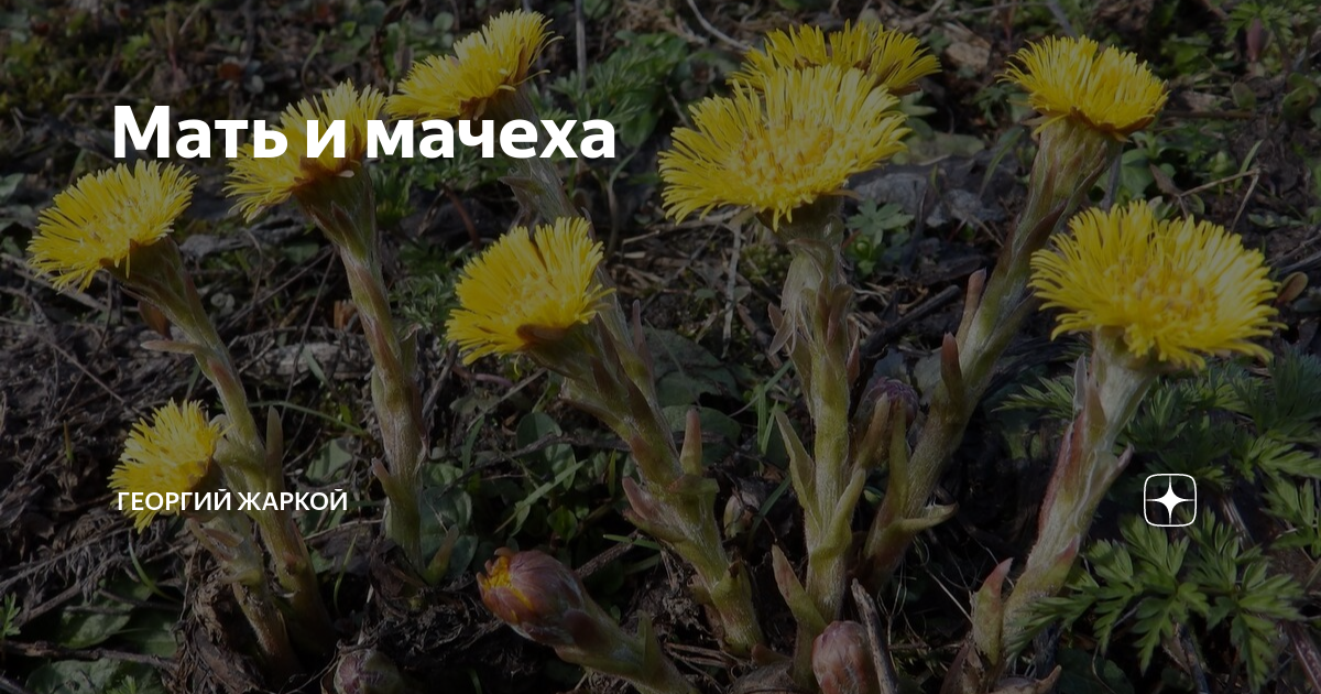 Мать и мачеха | Георгий Жаркой | Дзен
