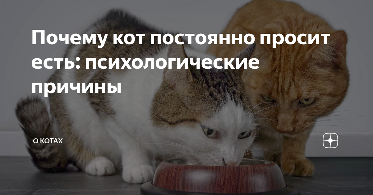 Почему ваша кошка или кот постоянно просит есть?