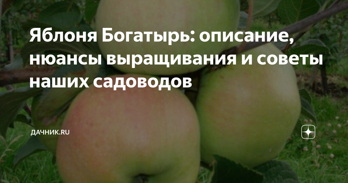 Яблоня Богатырь: описание, нюансы выращивания и советы наших садоводов ...