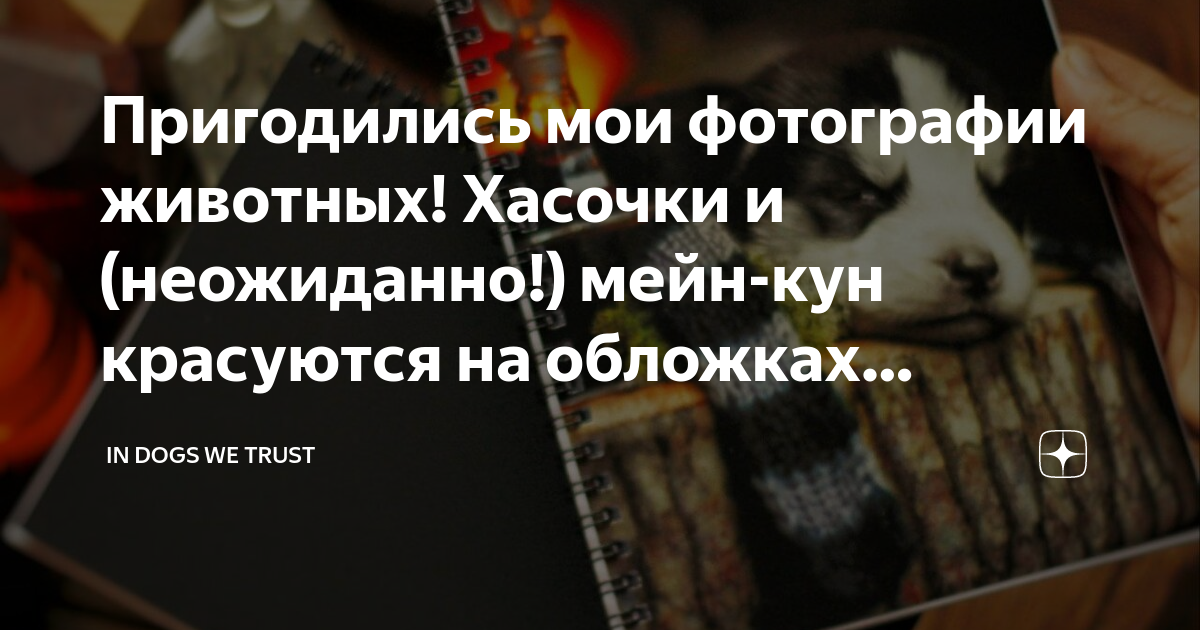 Пригодились мои фотографии животных! Хасочки и (неожиданно!) мейн-кун ...