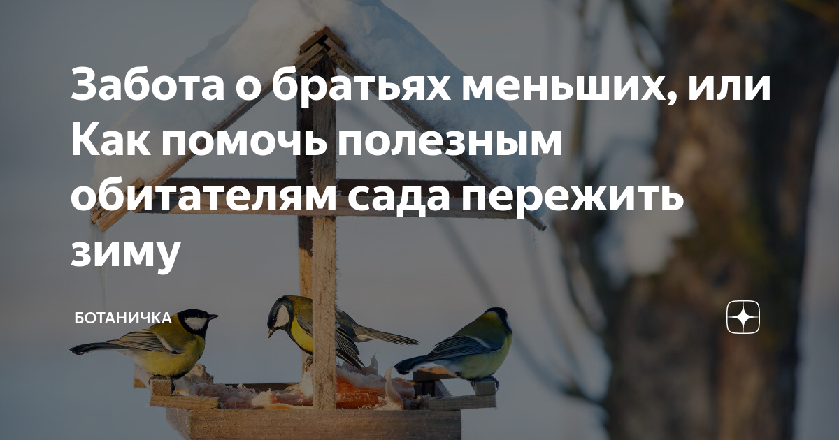 Забота о братьях меньших: как помочь полезным обитателям сада пережить зиму [Сад и Огород sadogorod]