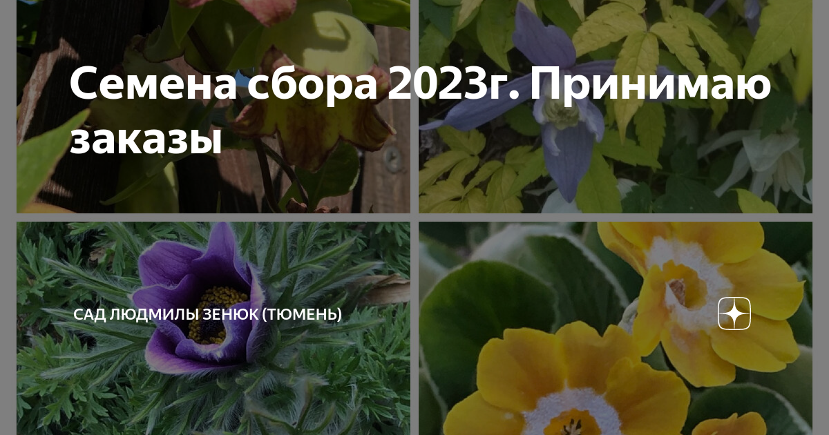 Семена сбора 2023г. Принимаю заказы | Сад Людмилы Зенюк (Тюмень) | Дзен