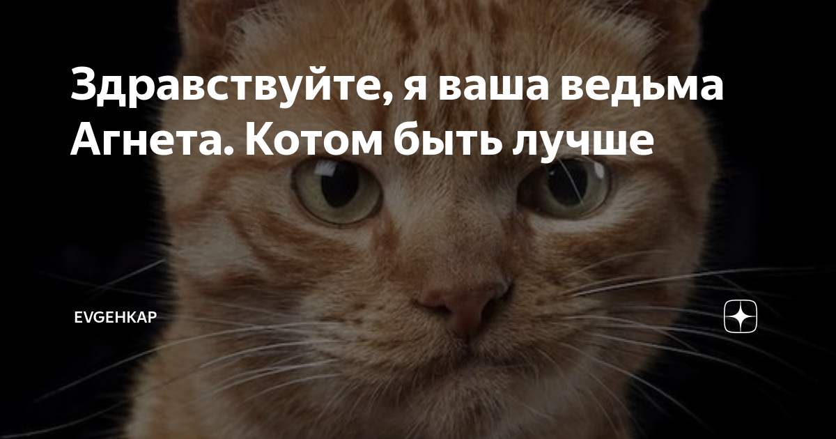 Здравствуйте, я ваша ведьма Агнета. Котом быть лучше | Evgehkap | Дзен