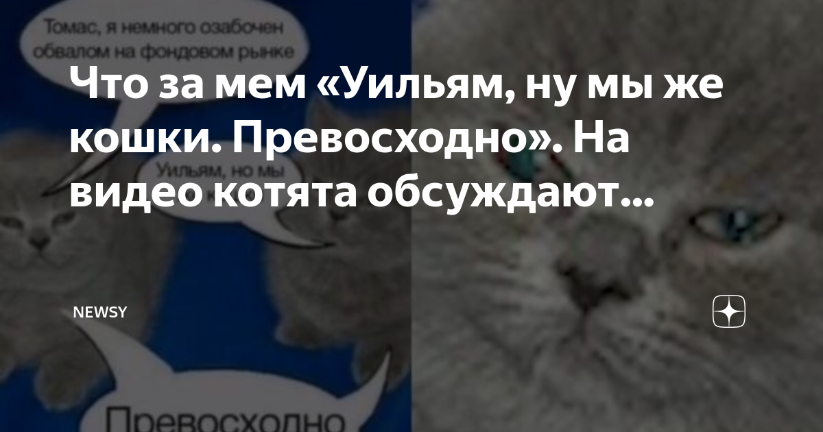 мем кот ни о чем не жалею