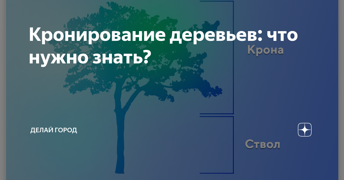 Кронирование деревьев: что нужно знать? | Делай город | Дзен