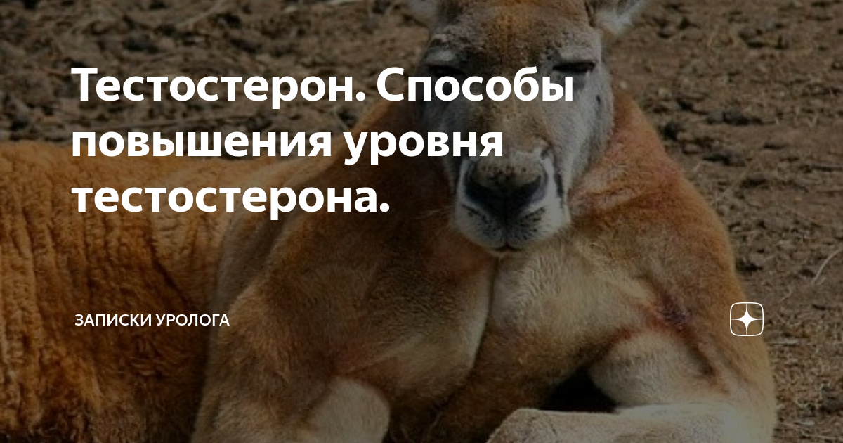 Тестостерон. Способы повышения уровня тестостерона. | Записки уролога ...