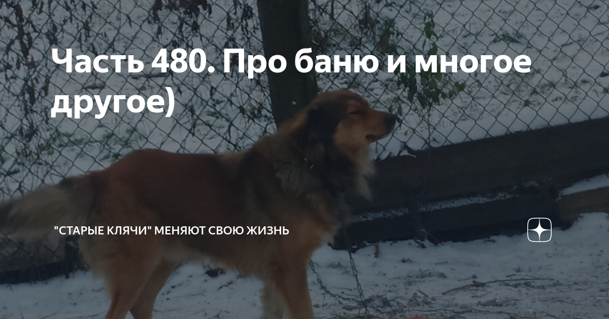 Часть 480. Про баню и многое другое) | "Старые клячи" | Дзен