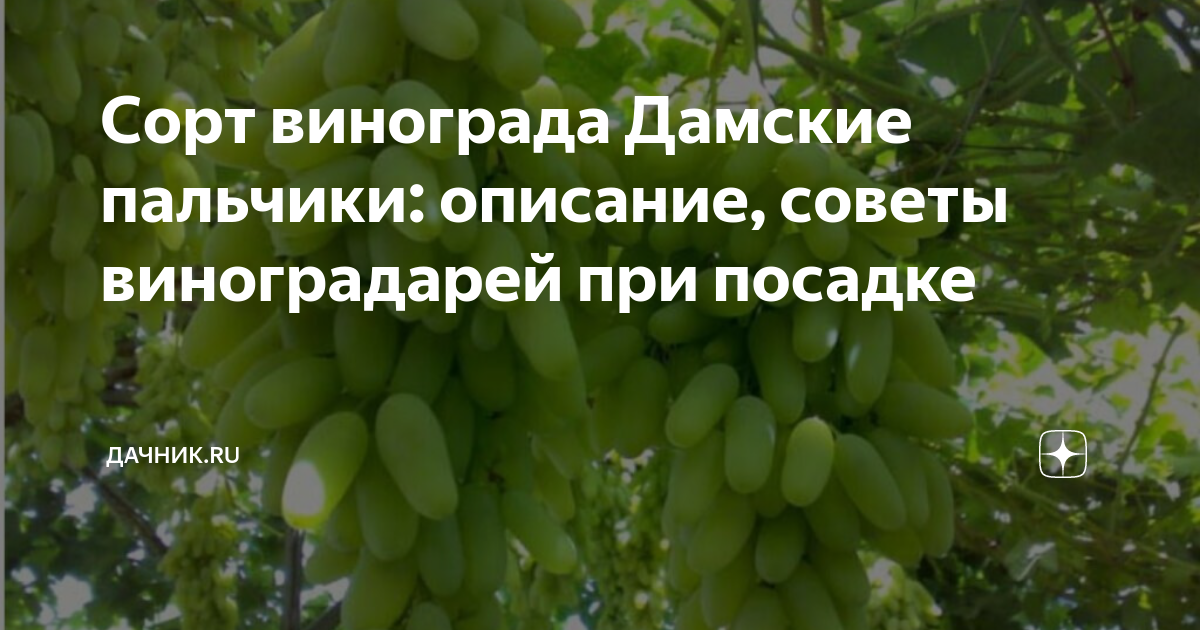 Лучшие способы укрытия на зиму