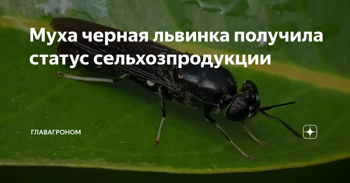 Муха черная львинка получила статус сельхозпродукции | ГлавАгроном | Дзен