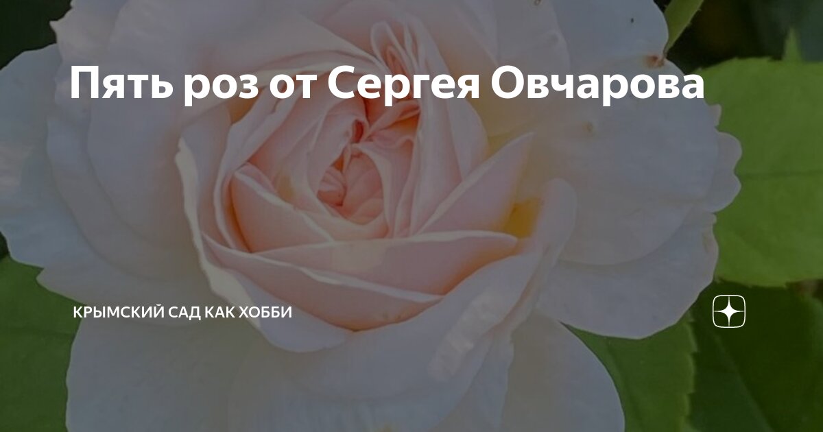 Розы овчарова интернет магазин. Сайт сергея овчарова розы. Сайт сергея овчарова розы. Питомник овчарова розы. Сайт сергея овчарова розы.