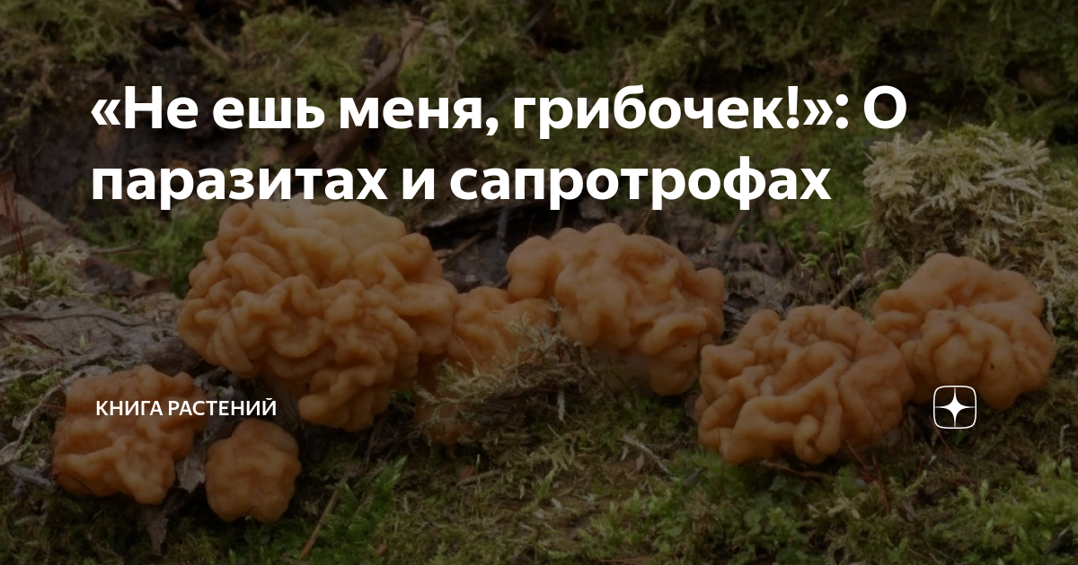 «Не ешь меня, грибочек!»: О паразитах и сапротрофах | Книга растений | Дзен